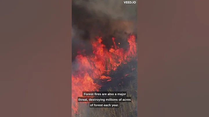 "The Importance of Forest Conservation: A Call to Action"