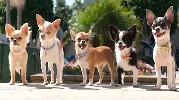 Quels sont les races de chiens de petite taille ?