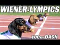 The 100m dachshund dash  wiener dog race