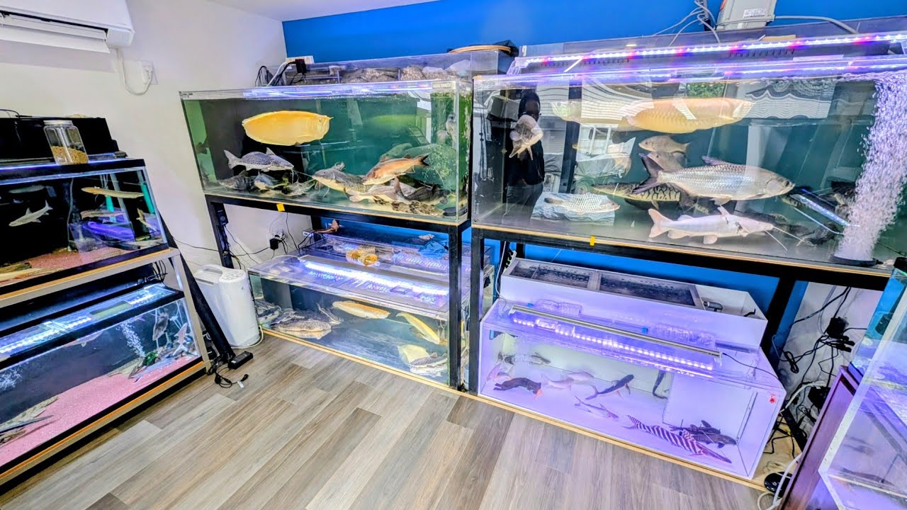 A collection of rare and specialized catfish! We introduce the