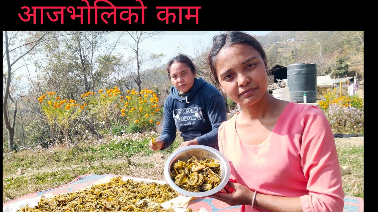 गाउँ घरमा आजभोली को काम्🙏#pakhribas #farming #villagelife 