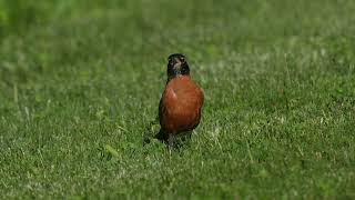 A North American Robin hops on the ground looking for food at a northern USA oak savanna