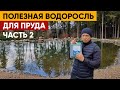 ОЧИСТКА ПРУДА ВОДОРОСЛЬЮ 18+ | Как очистить пруд водорослью | Часть 2