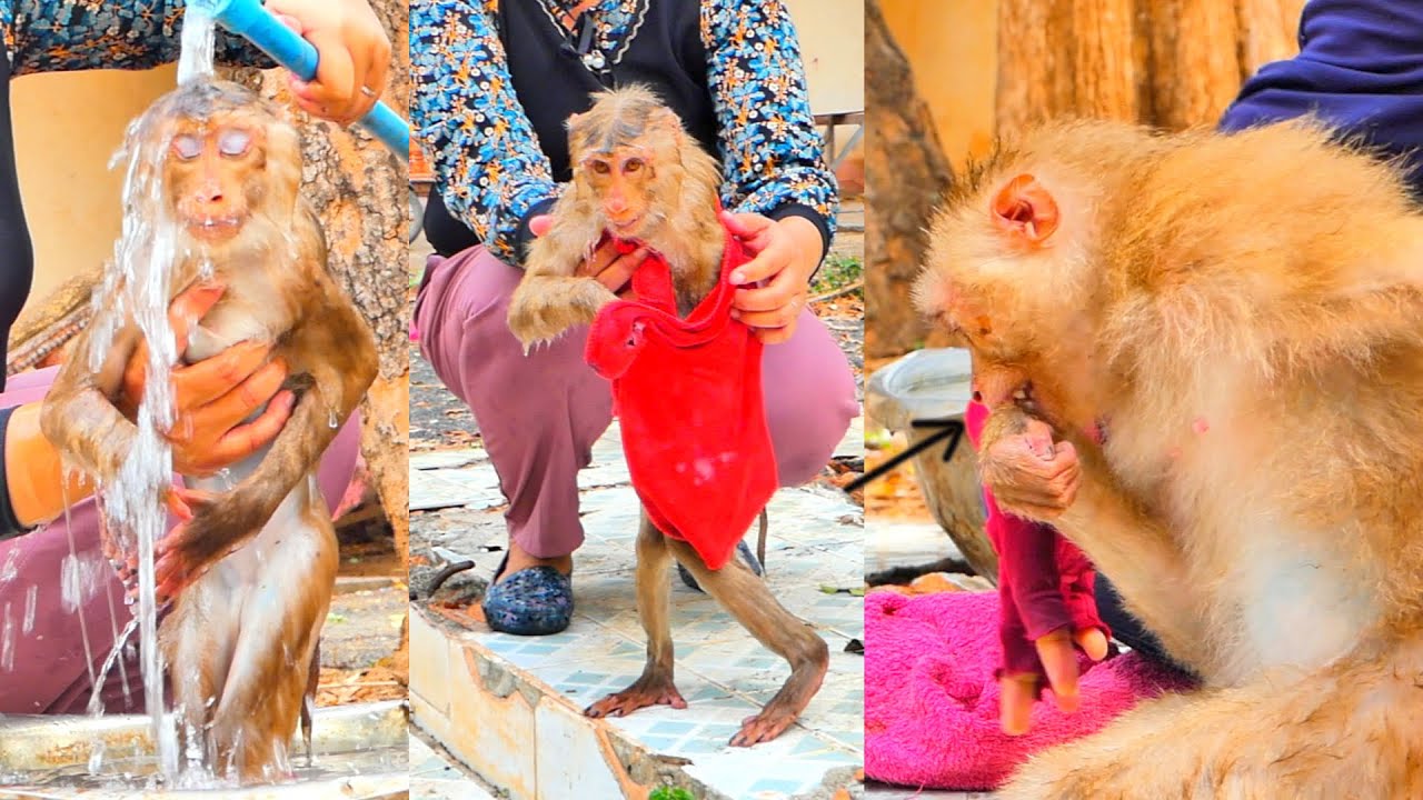 Big pi-t-y...sometime we know about Monkey Moka but sometime not all ...