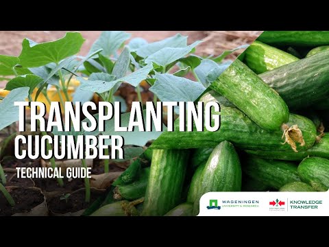 Vídeo: Ajuda per a la marchitació de les plantes de okra: consells per gestionar l'okra amb Fusarium Wilt