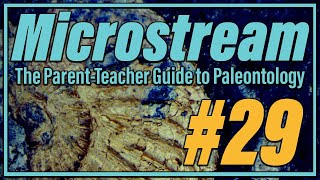 Crinoids & Classical Music | Microstream #29