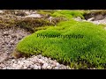 Class 11 NCERT PHYLUM BRYOPHYTA #biology #ncert #tutorial