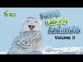 Funny Talking Animals: the Call of the Wild - Vol. 2