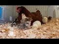 GALLINA ACEPTA HUEVOS Y POLLITOS NACIDOS EN INCUBADORA