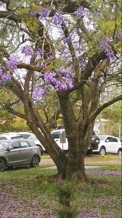 Jacaranda in bloom #jacaranda #frasercoast #queensland