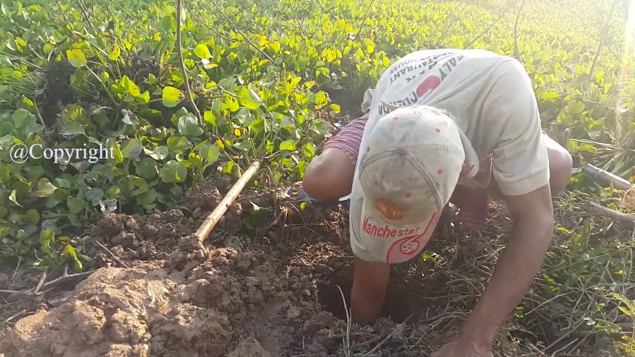 Beautiful Girl Fishing | Amazing Fishing at Battambang | How To catch fish by hand (Part 12 )