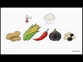 Decoding Aflatoxins: The Invisible Poison in Your Food
