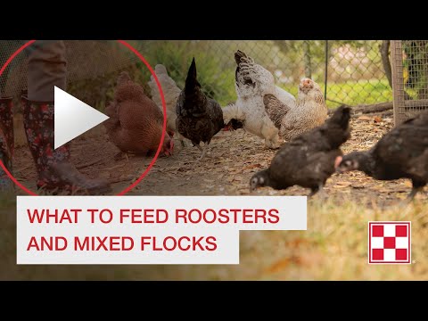 Video: How To Feed A Rooster