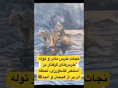 نجات توله خرس های گرفتار در استخر کشاورزی لحظه ای پر از هیجان و امید  حیات وحش