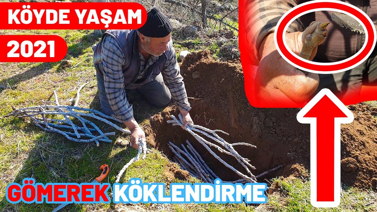 İNCİR FİDANI KÖKLENDİRME VE İNCİR AĞACI KÖKLENDİRME GARANTİ YENİ YÖNTEM | ÇOK KOLAY | İNCİR ÇELİĞİ