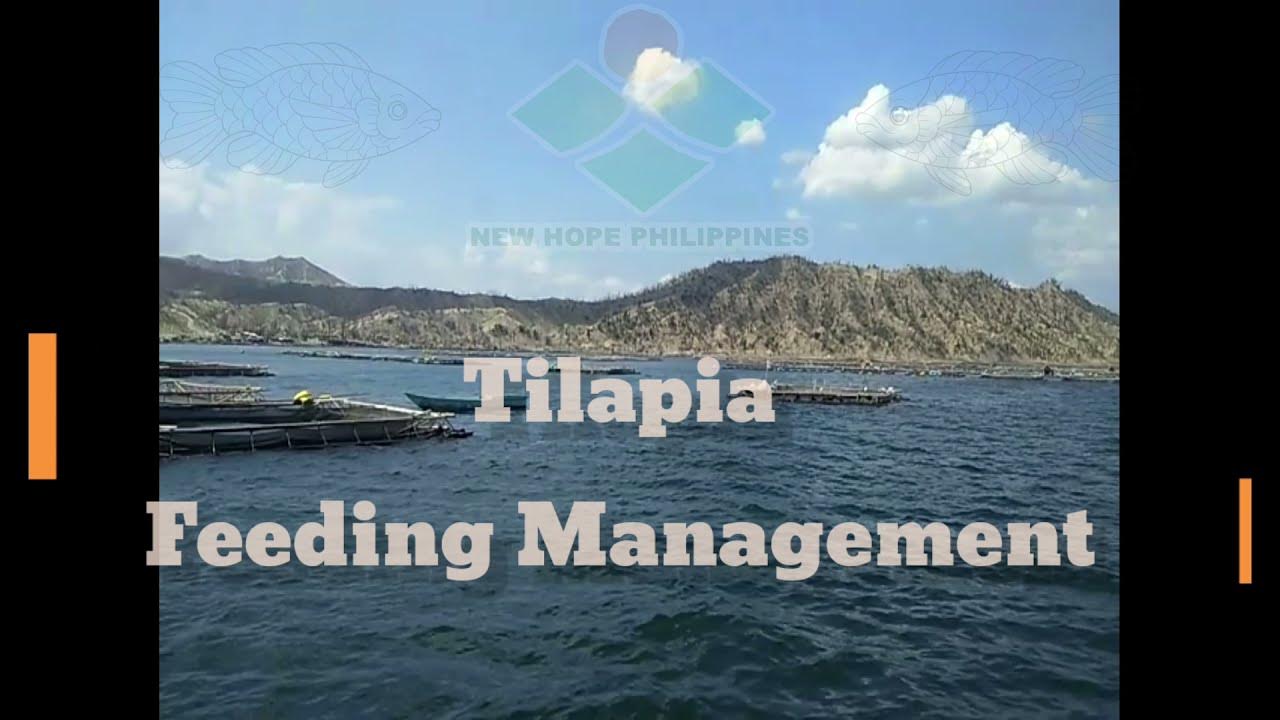 Tilapia Feeding Management New Hope Bulacan Agriculture Inc. YouTube
