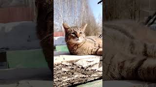 Исаак Добрая Душа.🐱☀️🌳🌲🏡🌹🎈