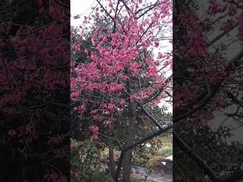 Beautiful 😍💖😍spring tree flowers 💮🌸 in full bloom 🌞☔