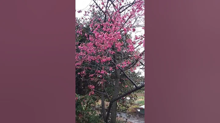 Beautiful 😍💖😍spring tree flowers 💮🌸 in full bloom 🌞☔ - DayDayNews