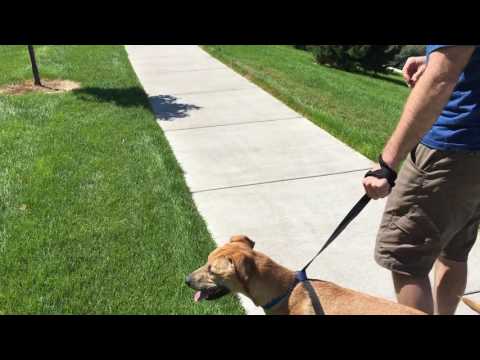 Using Counterconditioning to Help Riley Stop Fearing Other Dogs