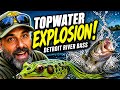Insane Topwater Frog Bite on the Detroit River