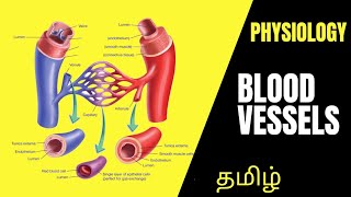 Physiology | Blood Vessels Detailed Lecture in Tamil | Dr. Thameem Ansari