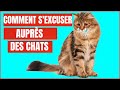 Comment sexcuser auprs de son chat 