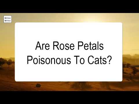 Are Rose Petals Poisonous To Cats