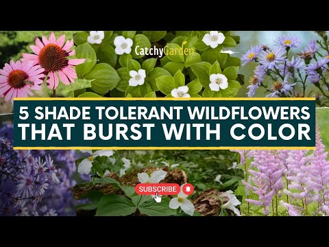 Video: Wildflowers For Shade – šešėlinis pievų sodas centriniame Ohajo regione