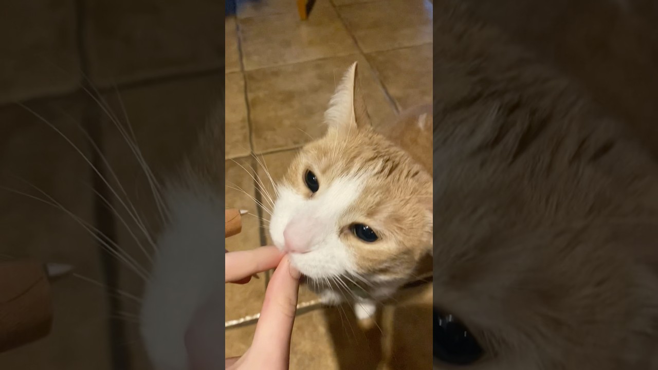 Orange boy does high fives for treats ❤️ 