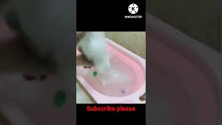 cat refuses to take bath