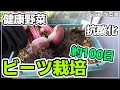 【ベランダ菜園】春・秋種まき可能、ビーツ栽培の種まきから収穫まで【プランター栽培】