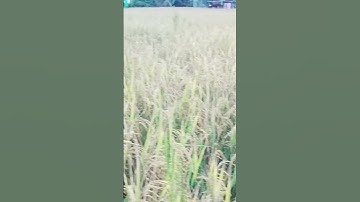 my first vlog #shorts #short #shortvideo #viral #viralvideo #viralshorts #nature vlog