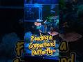 Feeding a Copperband Butterfly in a busy tank. #aquarium #reeftank #reeflife #fish