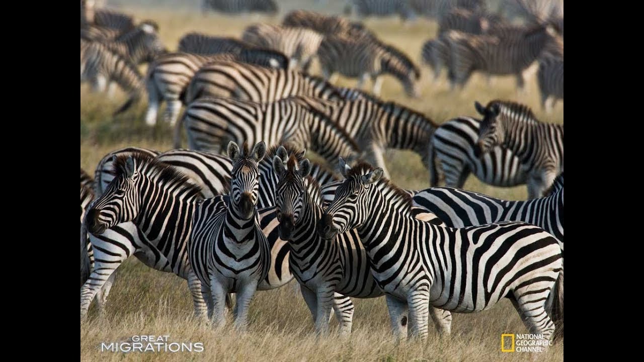 National Geographic Great Migrations Game Zebra Migration Part 1 Southern Serengeti