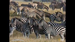 National Geographic Great Migrations Game Zebra Migration Part 1 Southern Serengeti