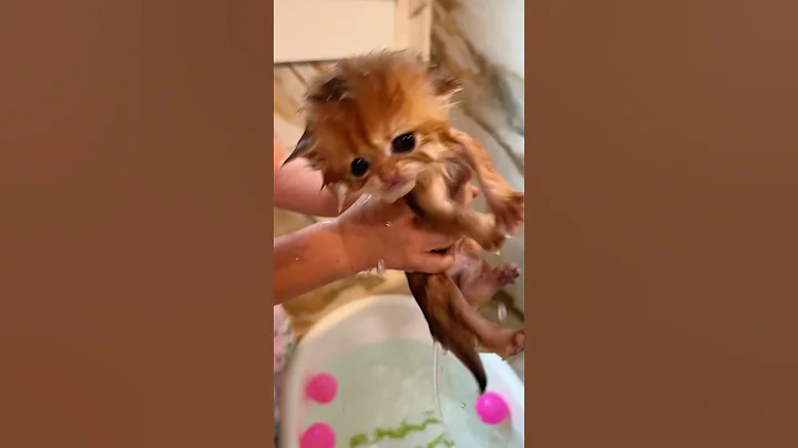 Video 11542691: cat kitten bathing, adorable cat bath