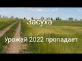 25.05.2022, Катастрофа  на полях Одесской области. Зерновые выгорают от жары и засухи