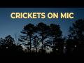 Tracee Loran is live! | Sunset to Cricket Takeover