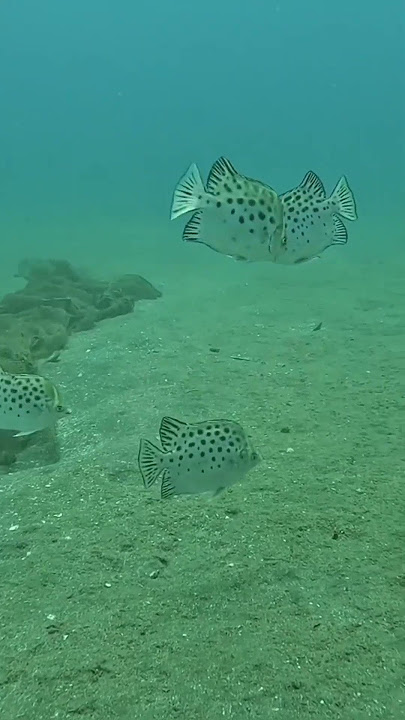 Free diving at Bedok jetty #hunting #fishing #fish #crabbing #bedok #singapore