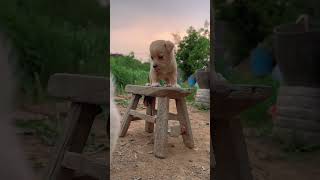Is the dog shaking or the bench shaking? Cute pet dog. Golden Sun Original