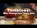 Tomatoes: Why homegrown taste better