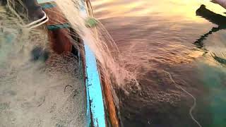 Ang sayang mangisda |pasuroy #2| fishing net | PAROT FISH