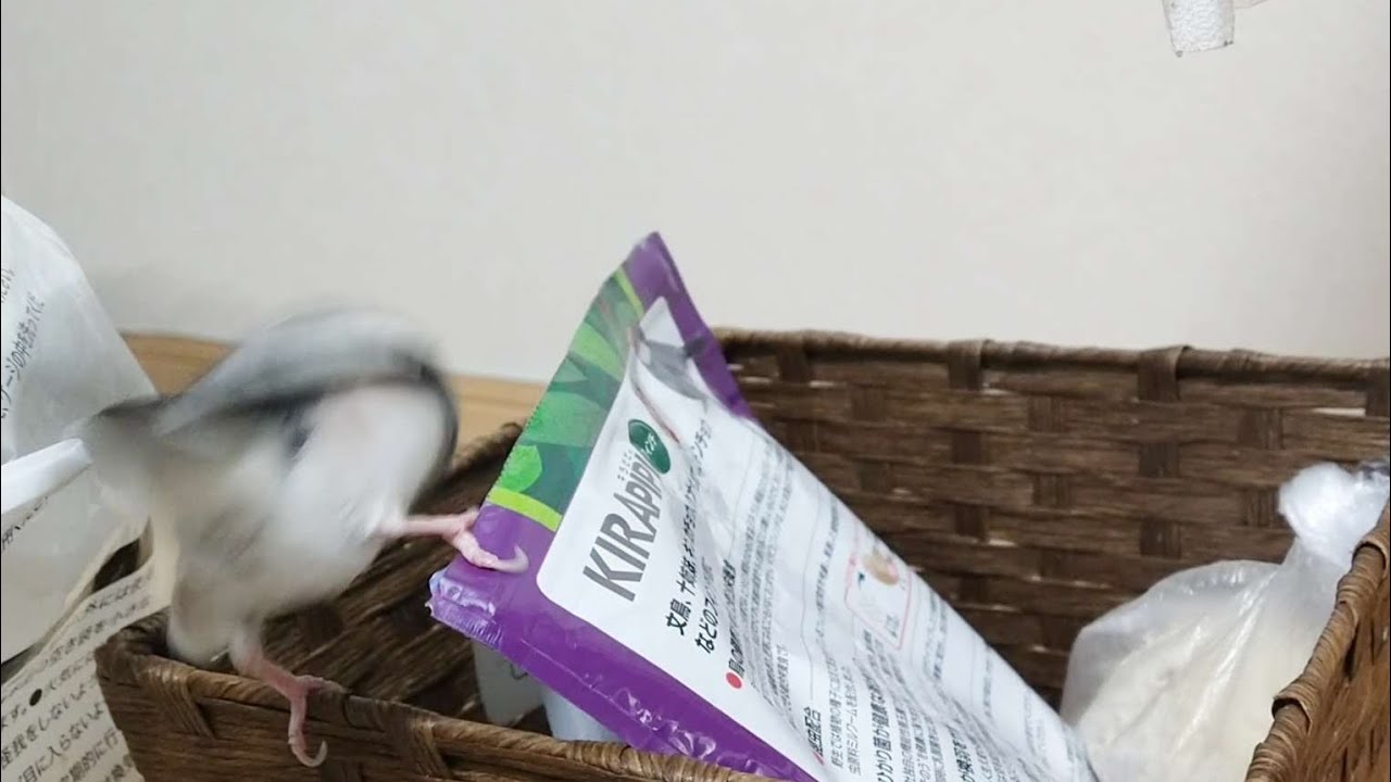 ウチの桜文鳥マメ　なぜ？  ご飯とかを入れてる収納の所で ジタバタ楽しそう