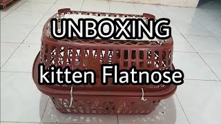 UNBOXING Kitten Flatnose