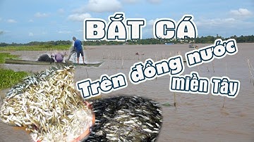 MÙA ĐÁNH BẮT CÁ TRÊN ĐỒNG NƯỚC NỔI BÌNH YÊN | Miền Tây Phố