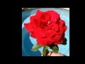احلا زفة يمنية للفنان ايوب طارش Yemen Zaffa Songs 