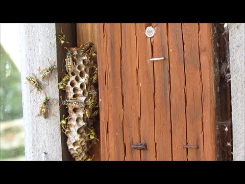 Video: Jak Vyrobit Buchty Wasp's Nest