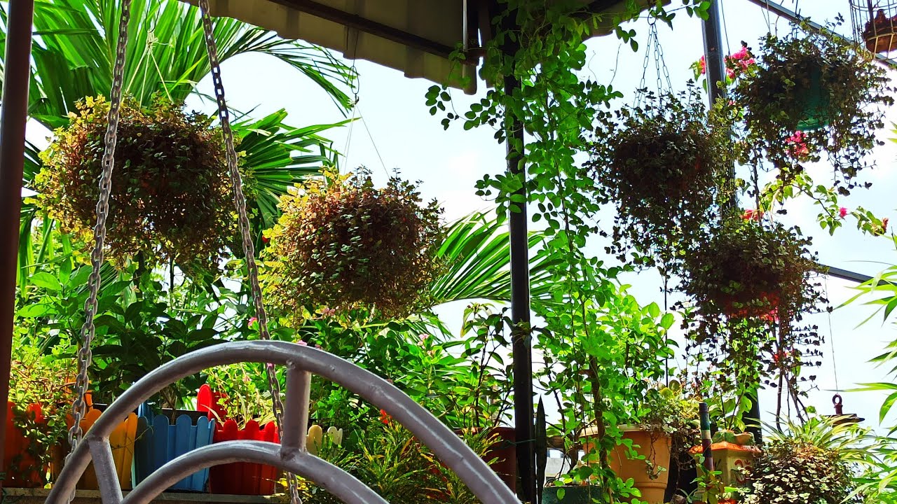 Shade loving plants ki dekhbhal kaise karen YouTube