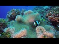Diving Amari Havodda Maldives - Gaafu Dhaalu Atoll